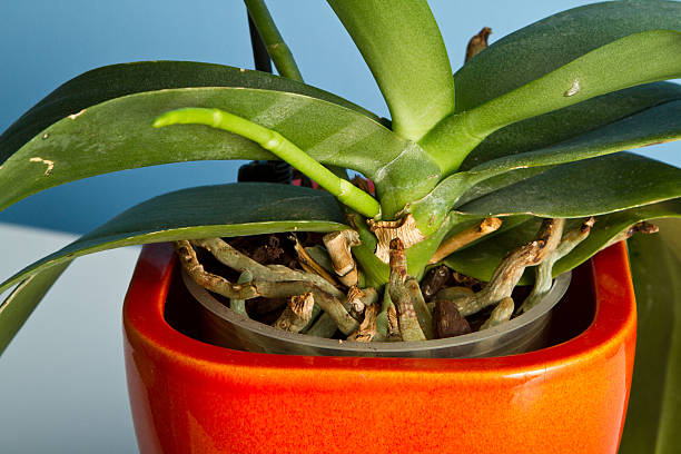 istock new stem growing from plant orchid phalaenopsis in orange pot 459310031