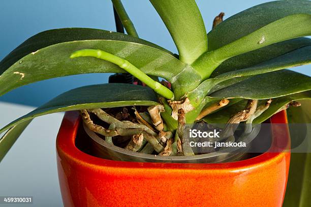 New Stem Growing From Plant Orchid Phalaenopsis In Orange Pot Stock Photo - Download Image Now