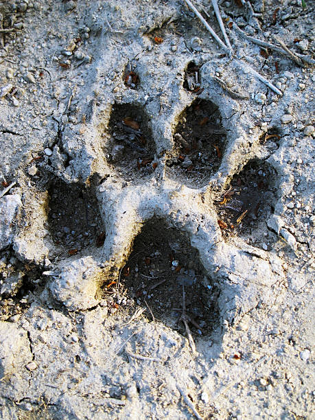 Footprint of wolf stock photo