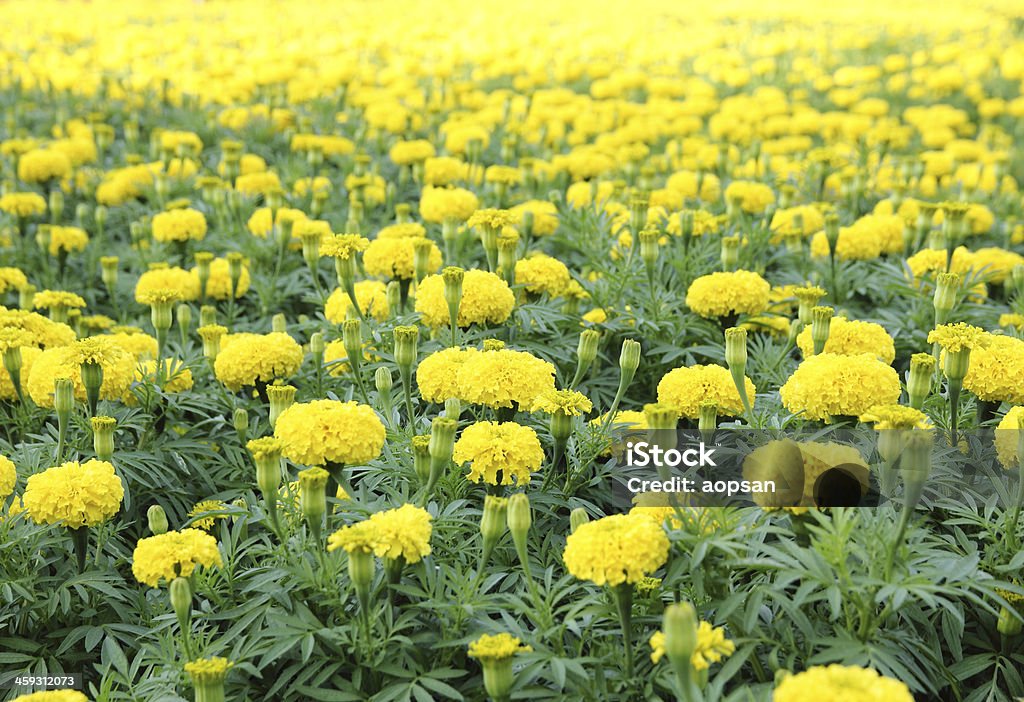 marigold flower in the garden Agricultural Field Stock Photo