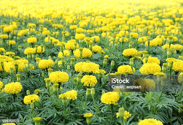 Marigold Flower In The Garden Stock Photo - Download Image Now - Agricultural Field, Autumn, Beauty