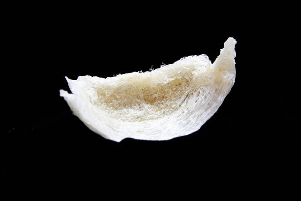 istock Edible bird's nest close up 459316851