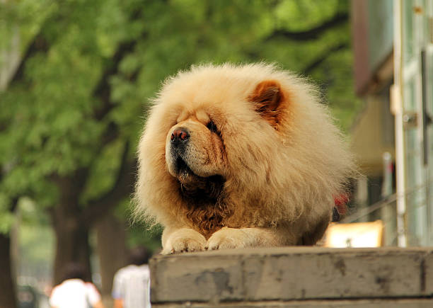 chow-chow dog chow-chow dog lying on the street chow chow lion stock pictures, royalty-free photos & images