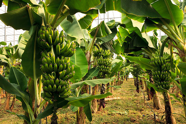 Banana Banana production area in Anamur. banana tree stock pictures, royalty-free photos & images