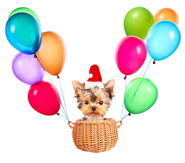 christmas dog as santa with balloons christmas dog as santa flying in a basket with air balloons lieke klaus stock pictures, royalty-free photos & images