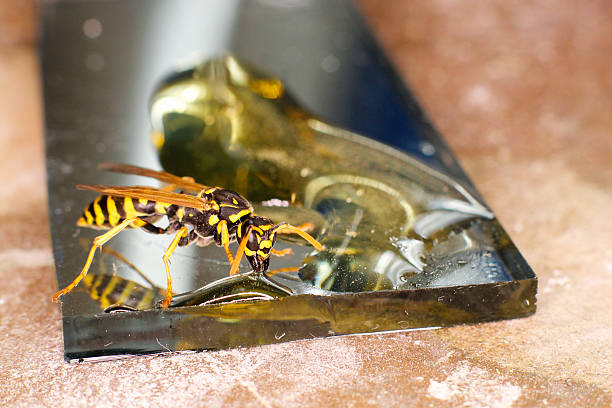 wasp eating honey stock photo