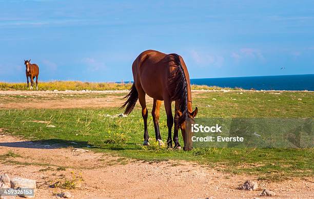 Braunes Pferd Bauernhof Tier Auf Almen Aufgetrieben Werden Green Valley Stockfoto und mehr Bilder von Esel