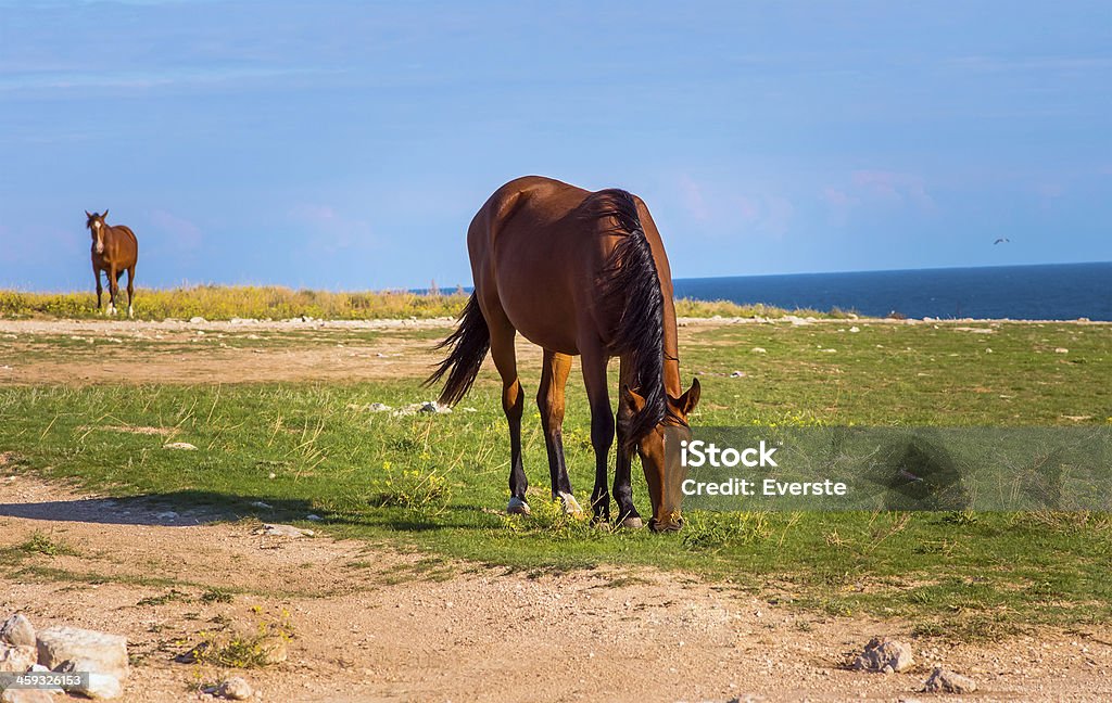 Cavalo castanho animais de exploração pastured no vale verde - Royalty-free Burro Foto de stock