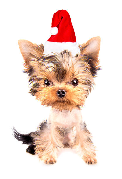 christmas dog as santa christmas dog as santa on a white background lieke klaus stock pictures, royalty-free photos & images