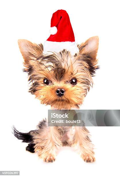 Christmas Dog As Santa Stock Photo - Download Image Now - Animal, Bell, Candy