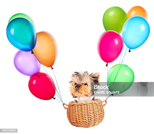 Dog Flying In A Basket With Air Balloons Stock Photo - Download Image Now - Animal, Balloon, Basket