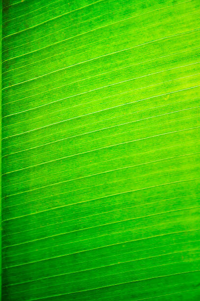 istock closeup of banana leaf background. 459332251