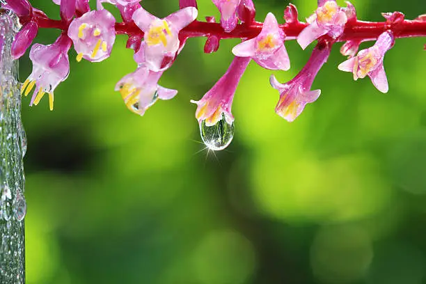 Macro flower with rain drops