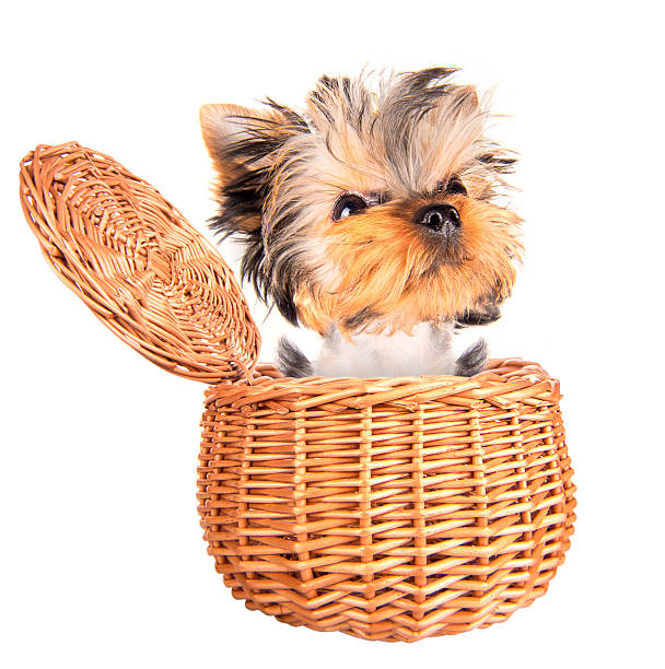 istock happy yorkie toy standing in a basket 459333287
