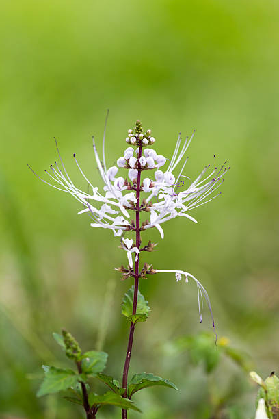 Cat's Whiskers Cat's whiskers flowers, Orthosiphon stamineus orthosiphon aristatus stock pictures, royalty-free photos & images