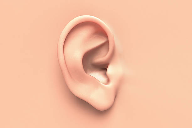 oreja humana - human ear fotografías e imágenes de stock
