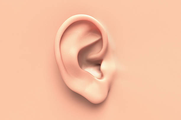 Human Ear Human ear close up without any hair surrounding. human ear stock pictures, royalty-free photos & images