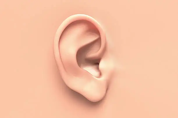 Human ear close up without any hair surrounding.
