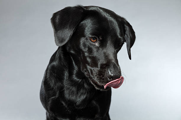 istock Young black labrador retriever dog. Studio shot. 459335595