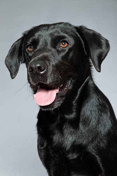 istock Young black labrador retriever dog. Studio shot. 459338845