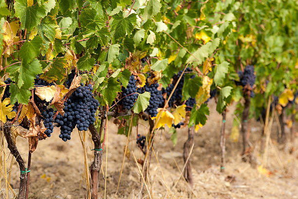 istock Bunches of black grapes 459340087