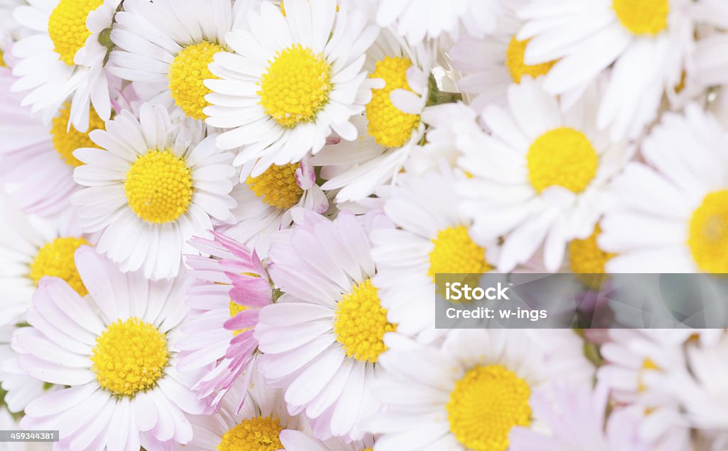 white daisy background white yellow rose daisy heads background Backgrounds Stock Photo