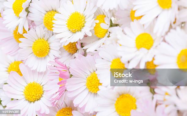 White Daisy Background Stock Photo - Download Image Now - Backgrounds, Coulter Daisy, Daisy