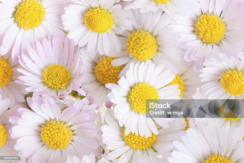 white daisy background white yellow rose daisy heads background Arrangement Stock Photo