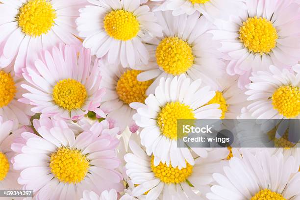 White Daisy Background Stock Photo - Download Image Now - Arrangement, Collection, Coulter Daisy