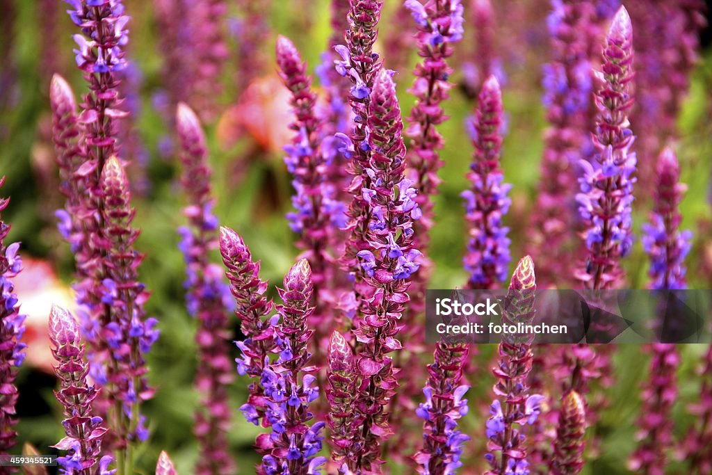 Salbei-Salvia Nemorosa - Lizenzfrei Blume Stock-Foto