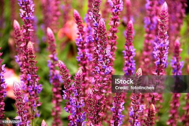 Salbeisalvia Nemorosa Stockfoto und mehr Bilder von Blume - Blume, Blüte, Farbbild
