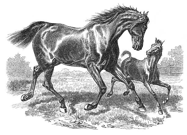 grawerunek trakehner korków i źrebię 1877 - trakehner horse stock illustrations