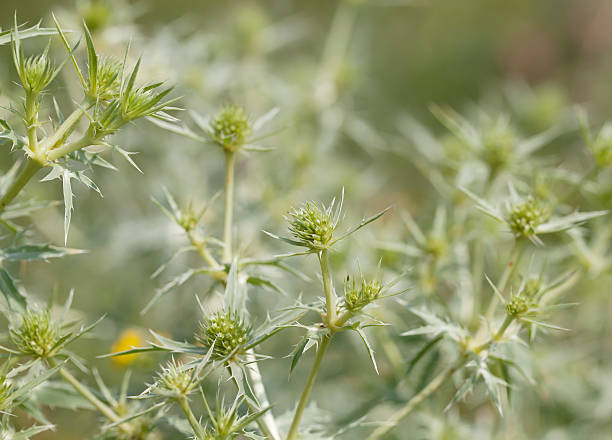 pole erynge (eryngium campestre) - millingerwaard zdjęcia i obrazy z banku zdjęć