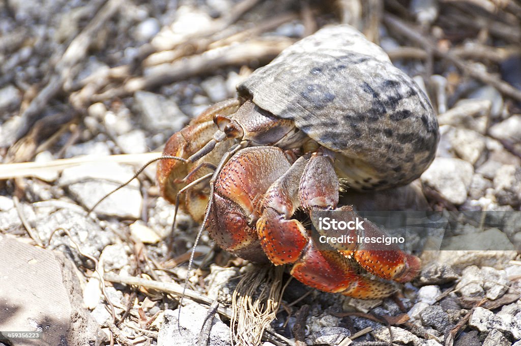 hermit crab Paguro moving out of the water on the island of Contoy in Mexico Animal Stock Photo