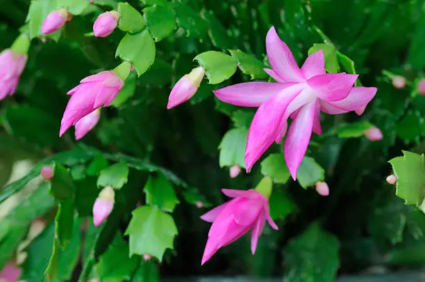 Zygocactus magenta "Christmas Cactus"