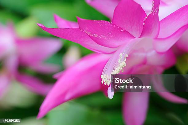 Christmas Cactus In Macro Stock Photo - Download Image Now - Christmas Cactus, Flower, Macrophotography