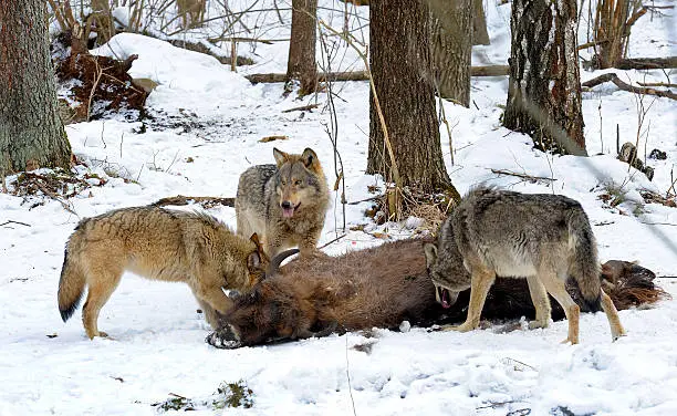 Photo of Wolves with prey.