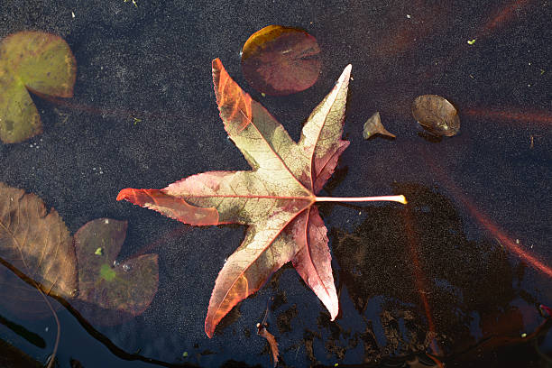 istock red japanese maple frozen 459362327
