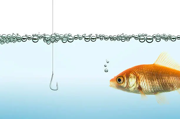 Photo of goldfish in an aquarium watching a hook