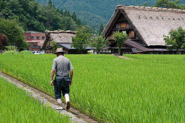 農家に沿って歩くライスフィールドに shirakawago - village ストックフォトと画像