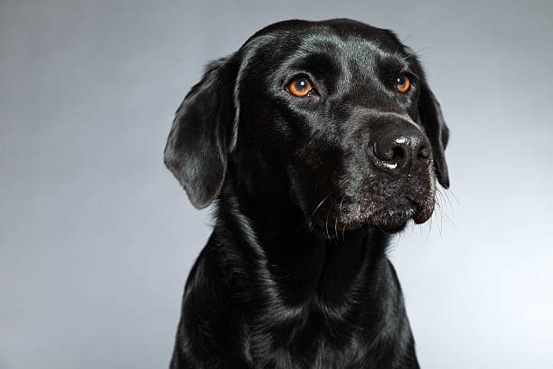 istock Young black labrador retriever dog. Studio shot. 459366195