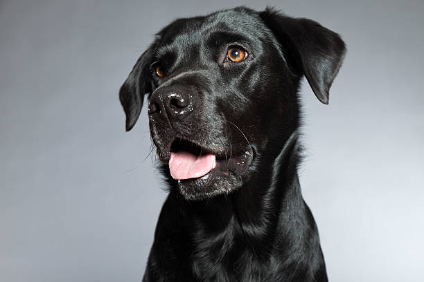 istock Young black labrador retriever dog. Studio shot. 459366225