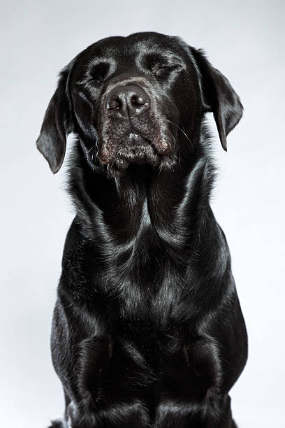 istock Young black labrador retriever dog. Studio shot. 459366279