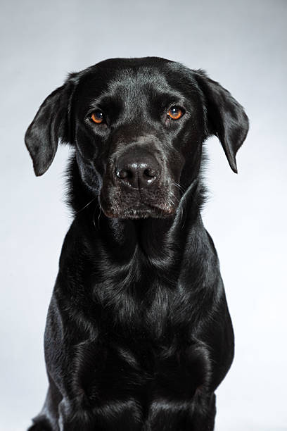 istock Young black labrador retriever dog. Studio shot. 459366305