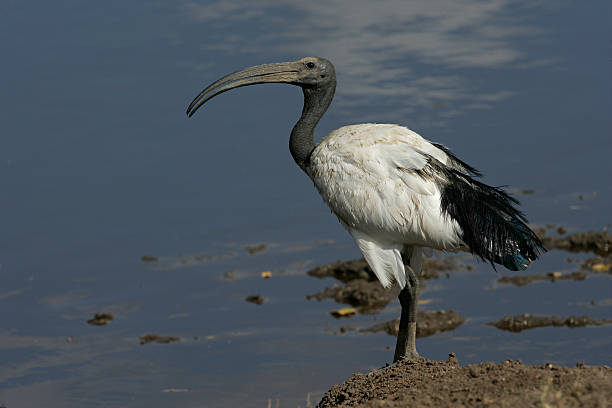 istock Sacred ibis, Threskiornis aethiopicus 459367445