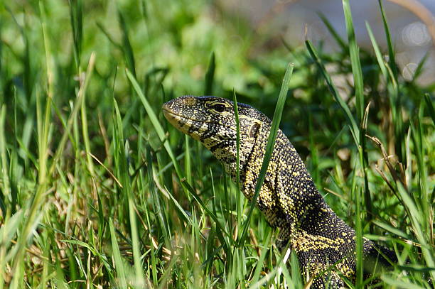 istock Nile monitor 459367939