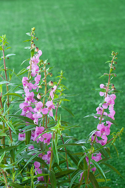 beautiful pink Angelonia goyazensis Benth flower beautiful pink Angelonia goyazensis Benth flower in garden angelonia photos stock pictures, royalty-free photos & images