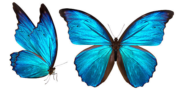 hermosa mariposa aislado en blanco - isolated on blue fotografías e imágenes de stock