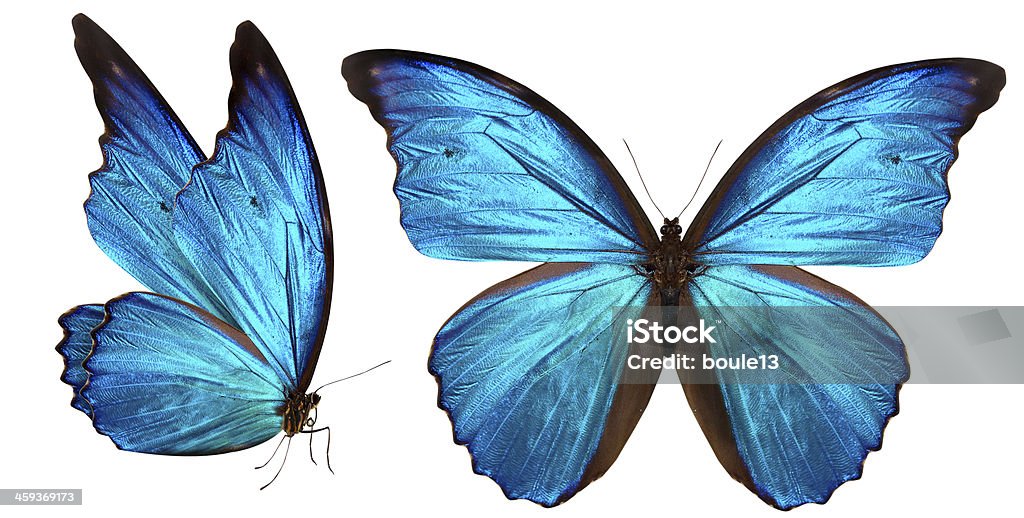 Beautiful Butterfly Isolated On White Stock Photo - Download Image Now -  Butterfly - Insect, Blue, Animal Wing - iStock