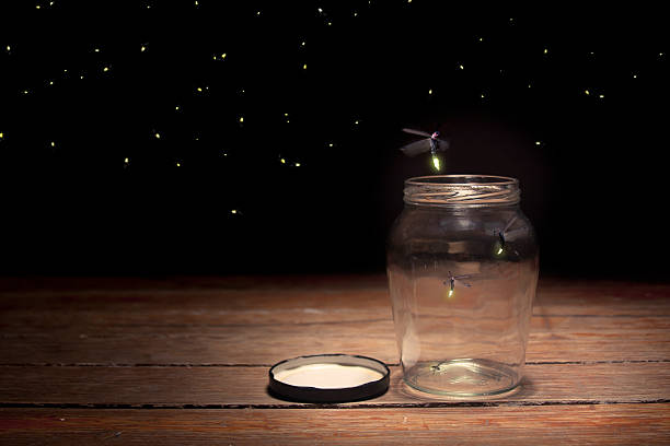 real lucioles dans un bocal - firefly photos et images de collection